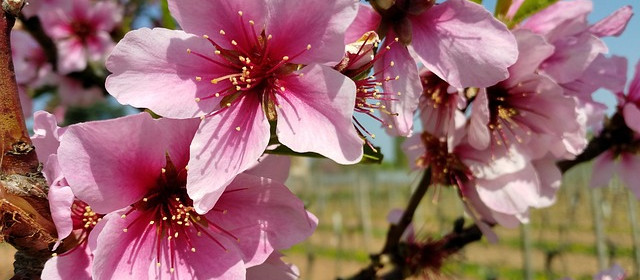 Der nächste Frühling kommt bestimmt, wenn Sie wollen, schon im Februar. Erkunden Sie mit Mallorca-Expertin Susanne Rieke Mallorca zur Zeit der Mandelblüte. Tipp: sichern Sie sich früh Ihre Teilnahme.