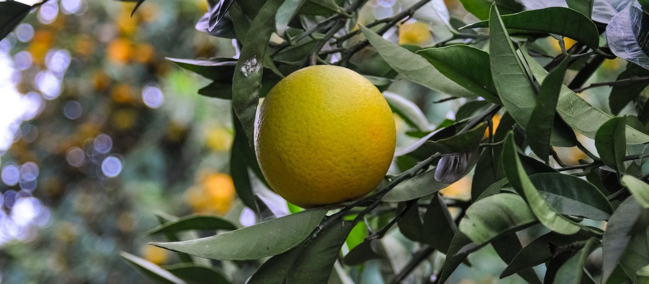 Begleiten Sie uns zur Orangenernte auf Sizilien