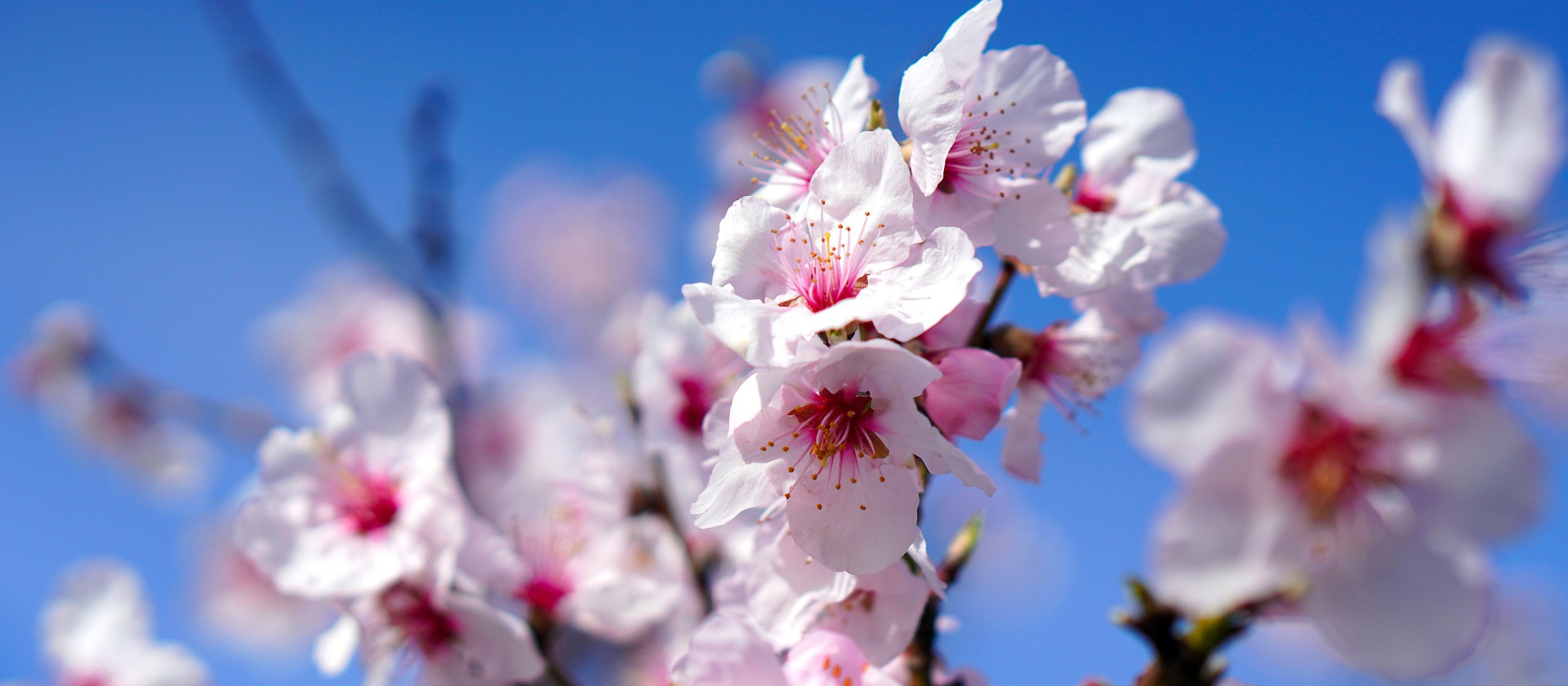 Zum Zauber der Mandelblüte in der Pfalz - 2- oder 3-tägig